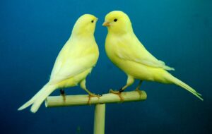 Жовта канарка