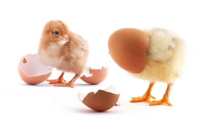 Чому дохнуть курчата та кури