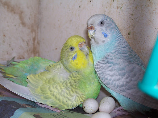 Догляд за самкою папуги