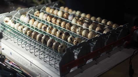 Інкубація перепелиних яєць в домашніх умовах – правила, температура та вологість
