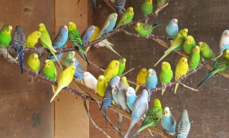 Розведення папуг як бізнес у домашніх умовах
