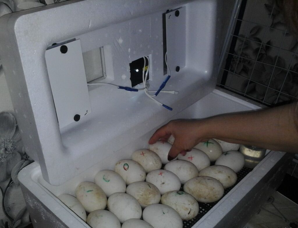 інкубація гусей в інкубаторі