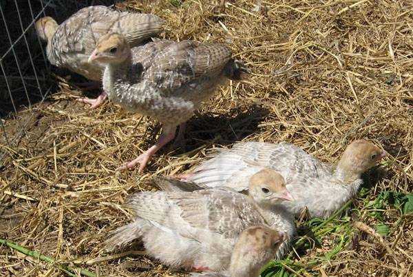 Хвороби ніг у індичат: причини, симптоми, способи лікування