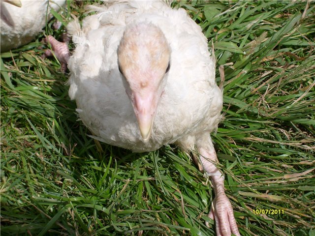 Хвороби ніг у індика