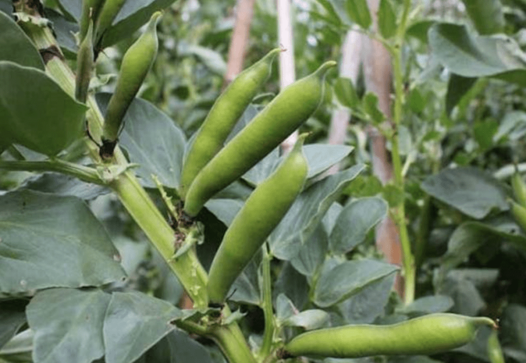 бобові культури