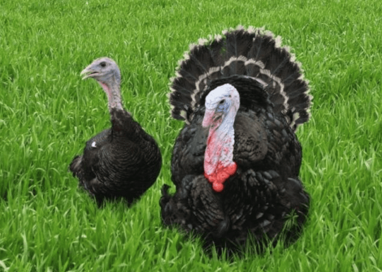 Як відрізнити індика від індички. Фото та пояснення