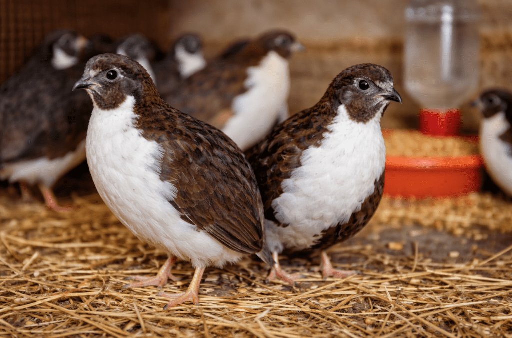 смокінговий перепел