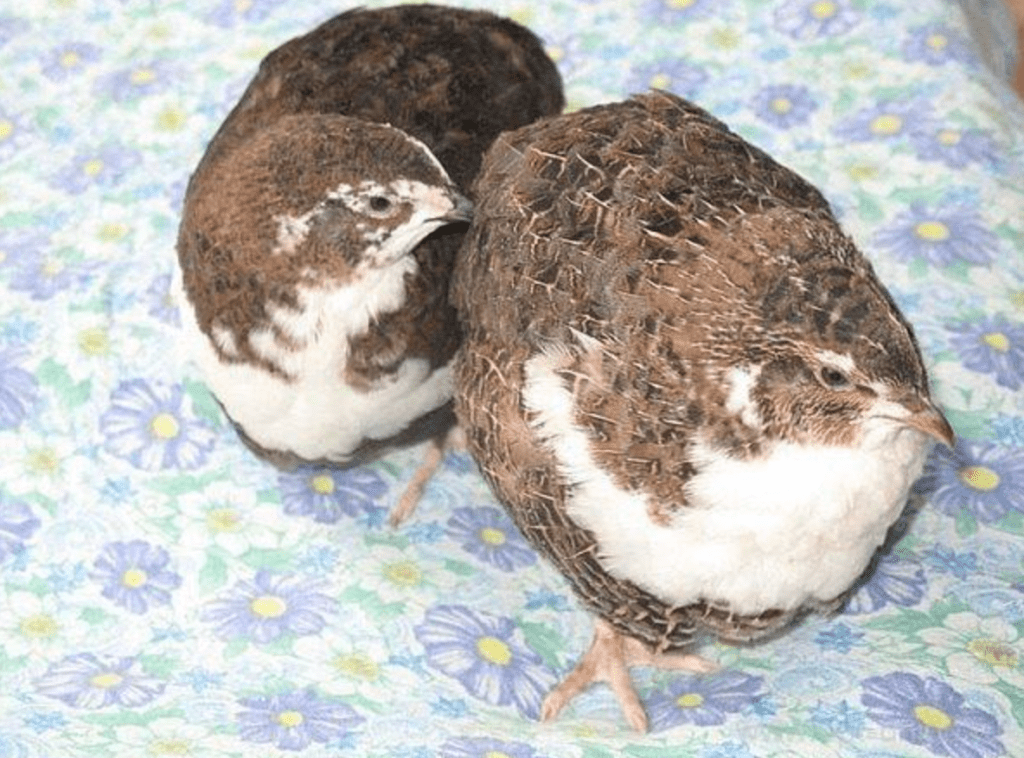 перепели смокінгові