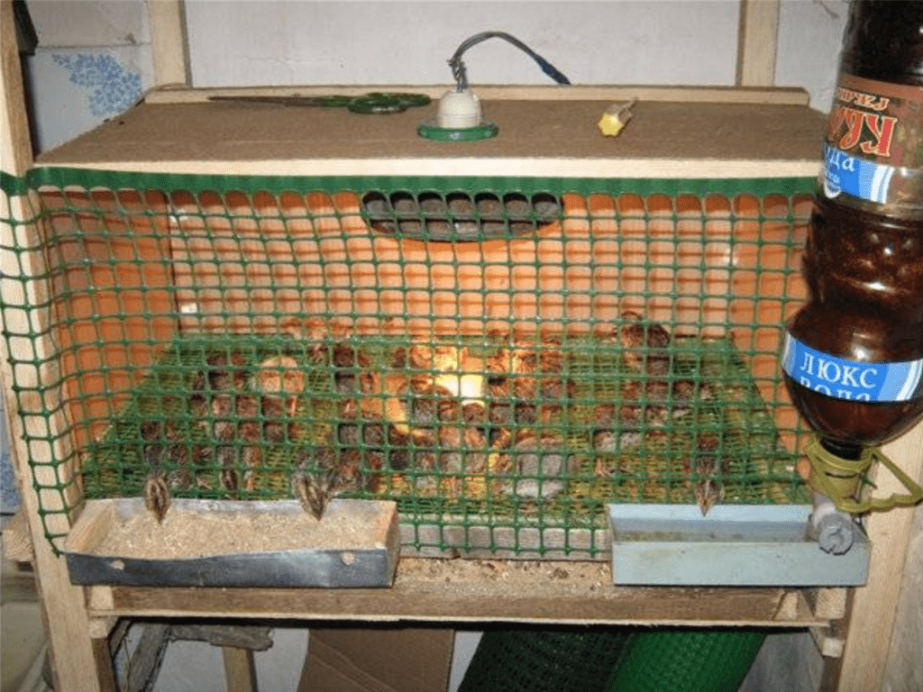 утримання смокінгових перепелів