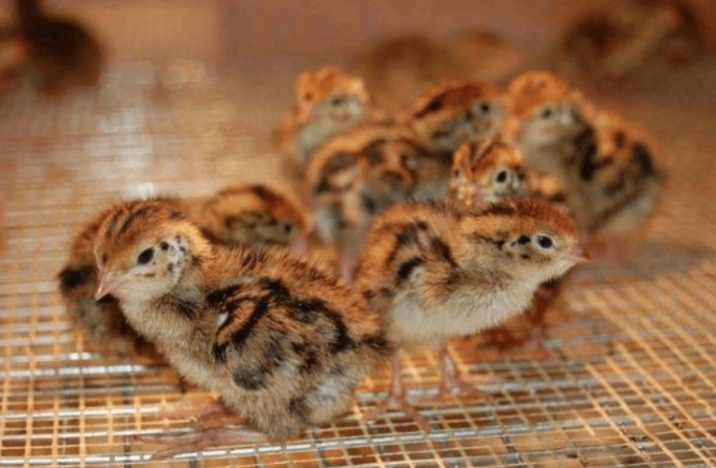 розведення смокінгових перепелів