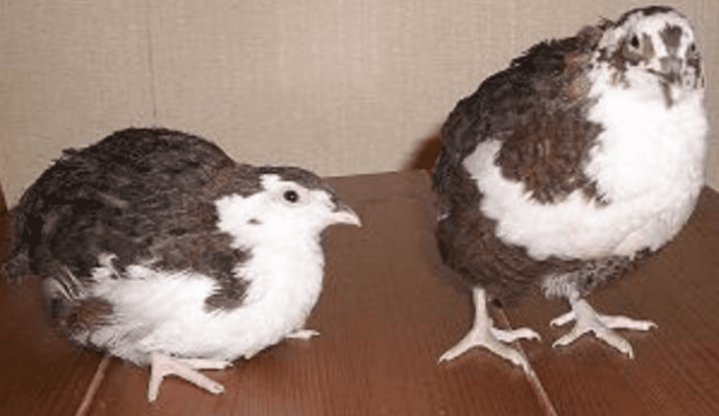 як виглядають смокінгові перепели