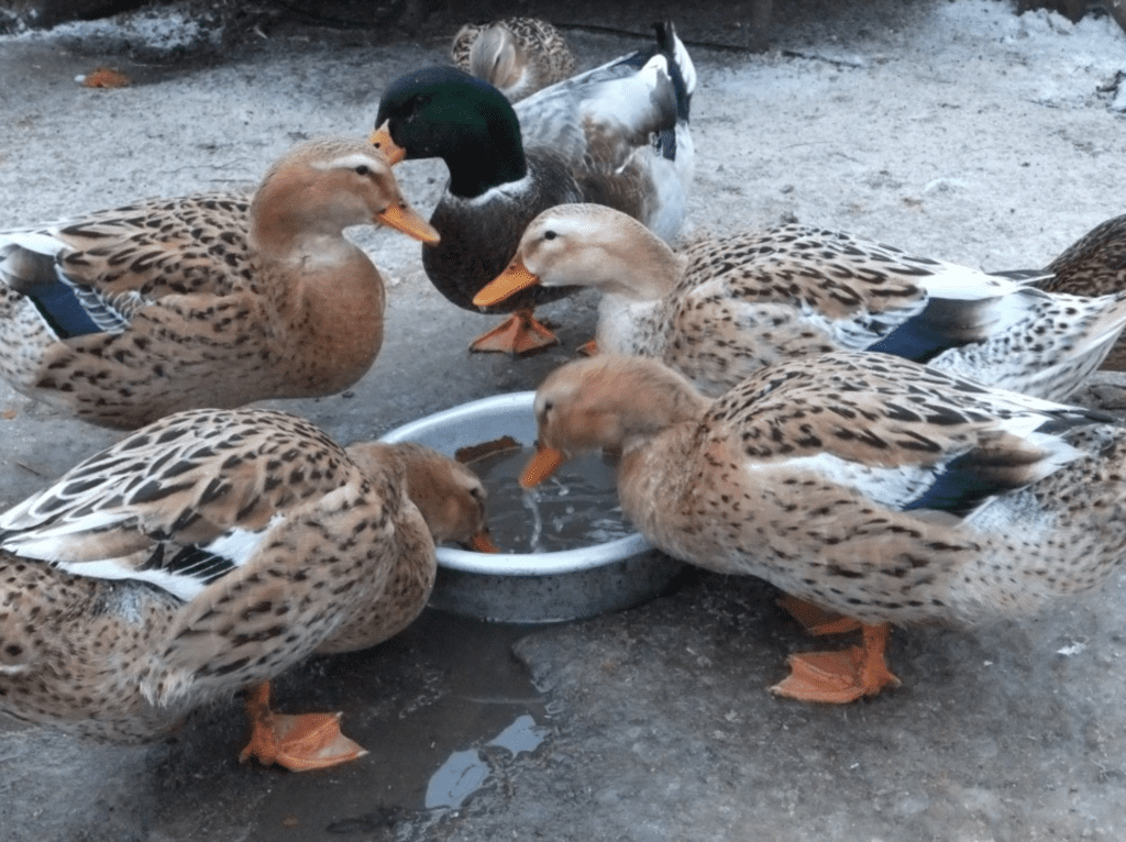 башкирська качка