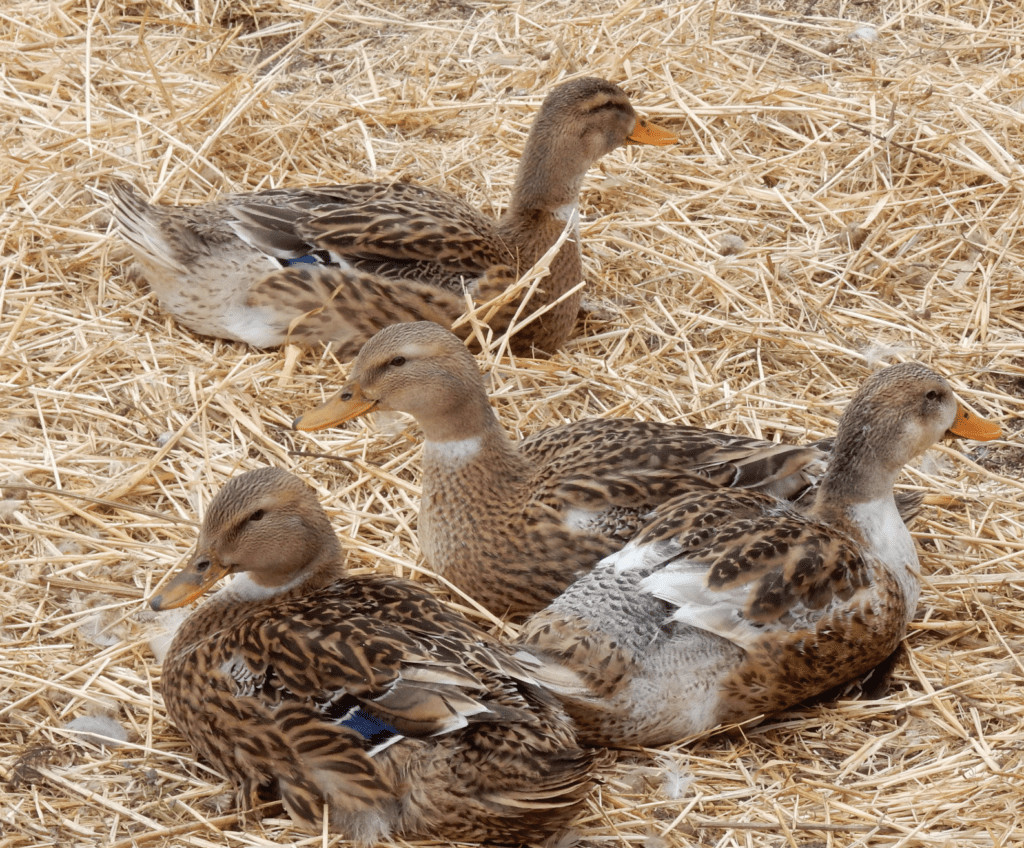 башкирські качки