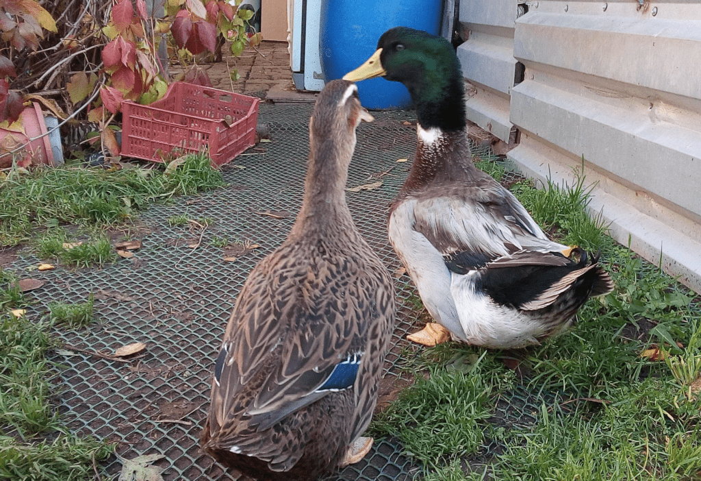 порода башкирська качка