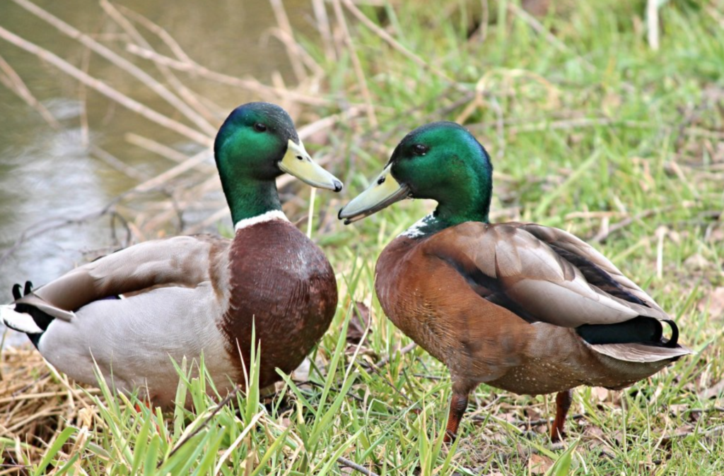 порода качки башкирська