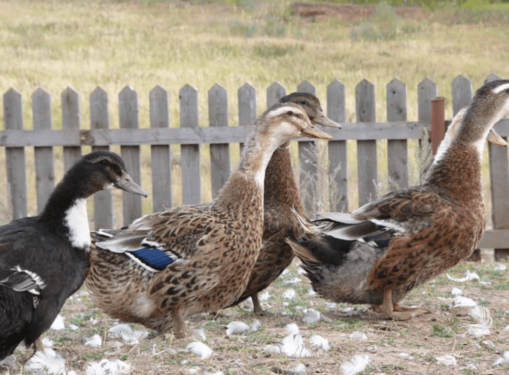 качка башкирська