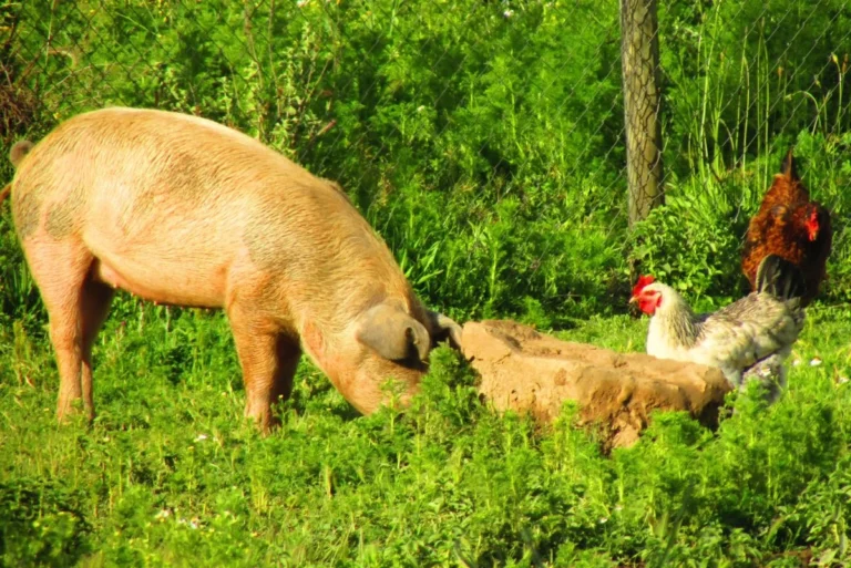 Як спростити щоденний догляд за домашніми тваринами у господарстві